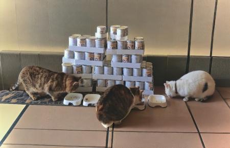 Pomocná packa pro toulavé kočky